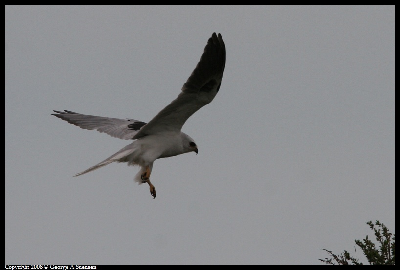 0310-171644-02.jpg - White-tailed Kite