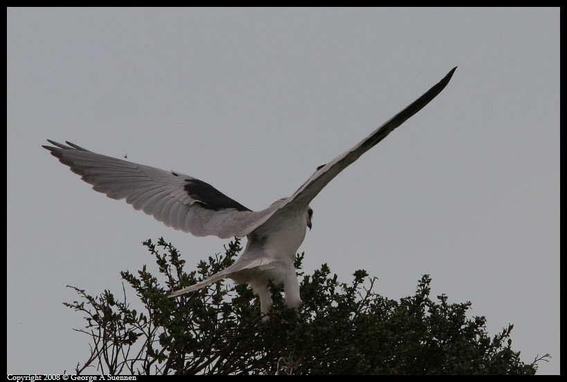 0310-171645-01.jpg - White-tailed Kite