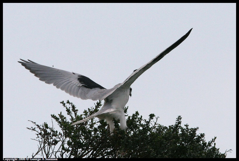 0310-171645-01ps.jpg - White-tailed Kite