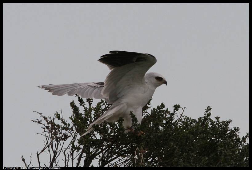 0310-171645-03.jpg - White-tailed Kite