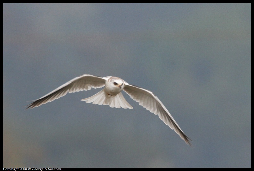 0310-172521-01.jpg - White-tailed Kite