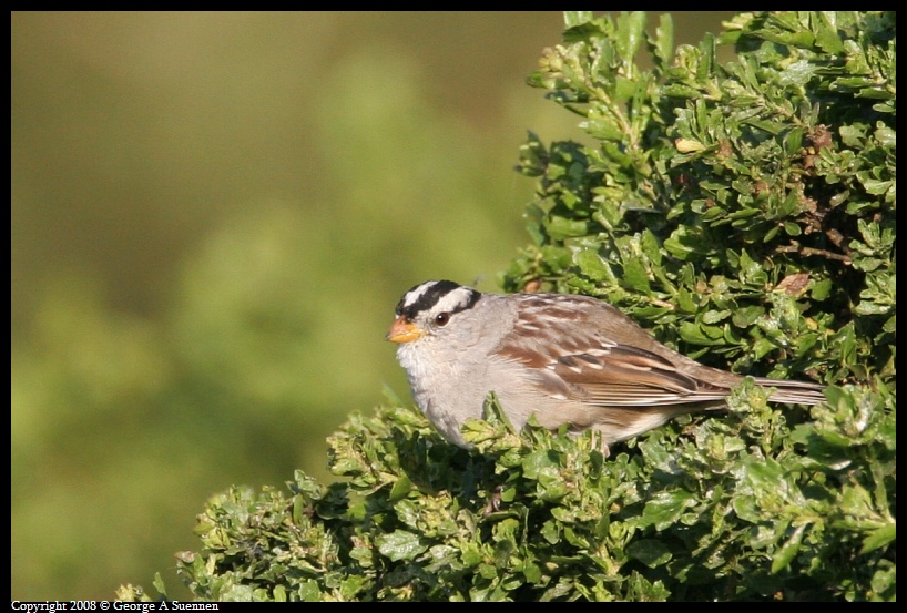 0321-084644-02.jpg - White-crowned Sparrow