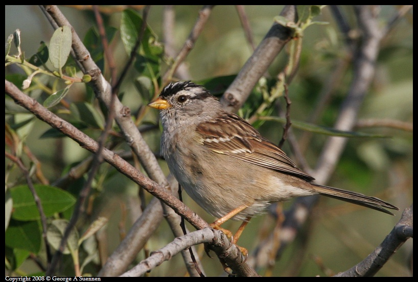 0321-085033-01.jpg - White-crowned Sparrow