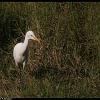 intermediate-egret