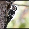 gray-capped-woodpecker