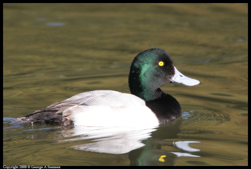 0114-132739-01.jpg - Male Greater Scaup