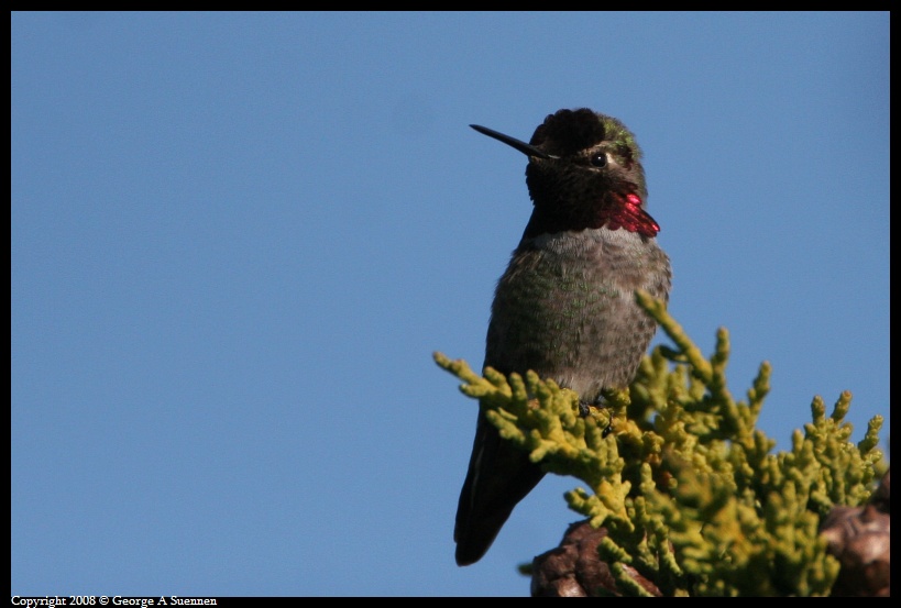 0114-133551-03.jpg - Anna's Hummingbird