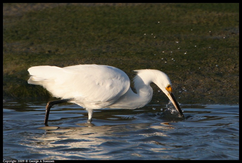 0721-193008-01.jpg - Snowy Egret