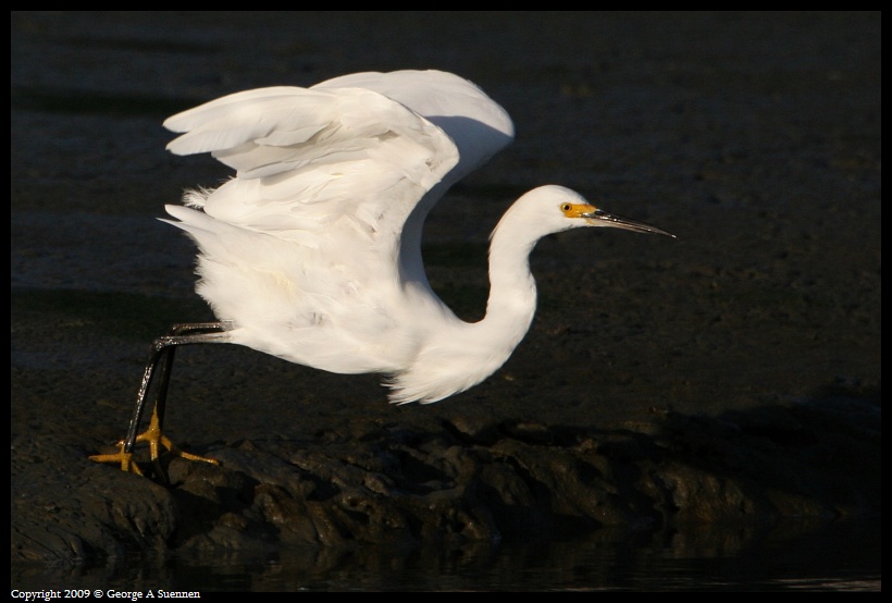 0721-193050-01.jpg - Snowy Egret