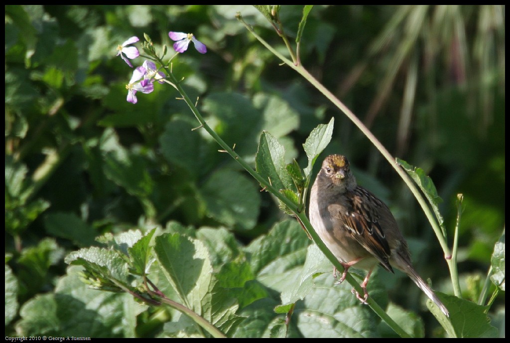 0314-163320-02.jpg - Golden-crowned Sparrow