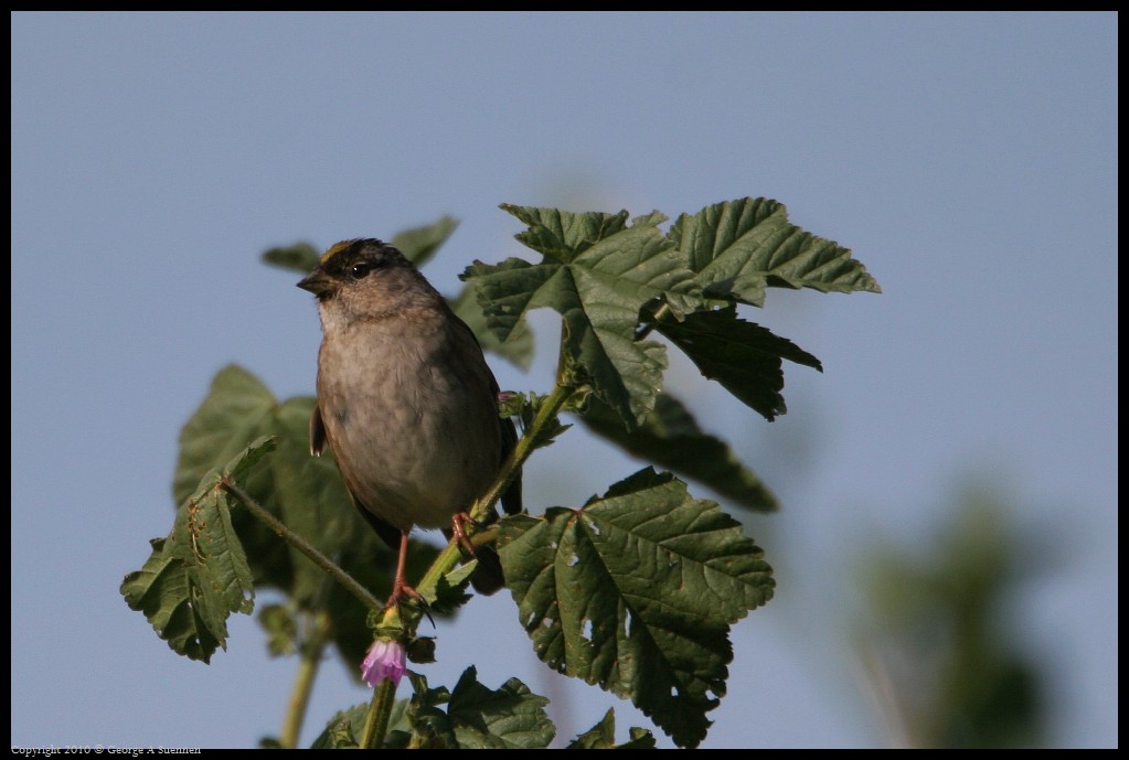 0314-163346-02.jpg - Golden-crowned Sparrow
