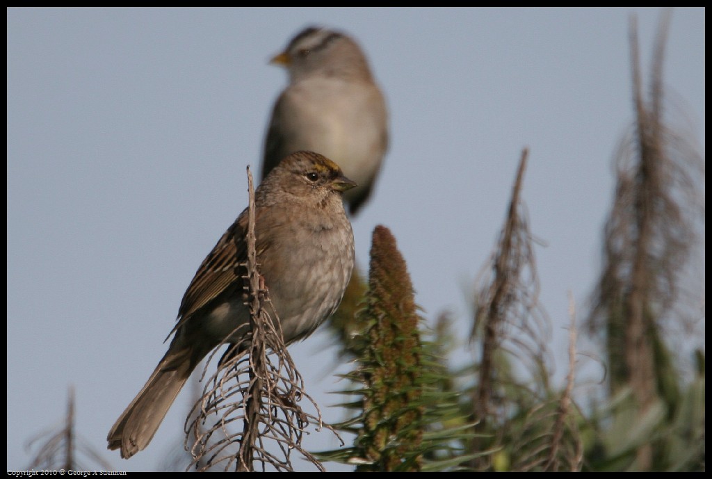 0314-163443-02.jpg - Golden-crowned Sparrow