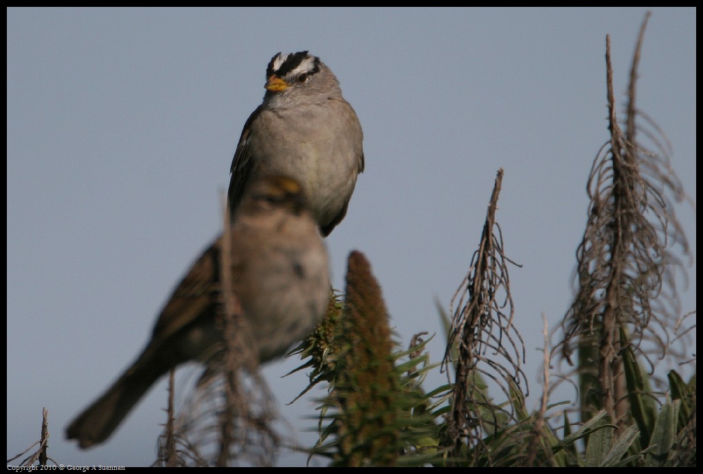 0314-163444-01.jpg - White-crowned Sparrow