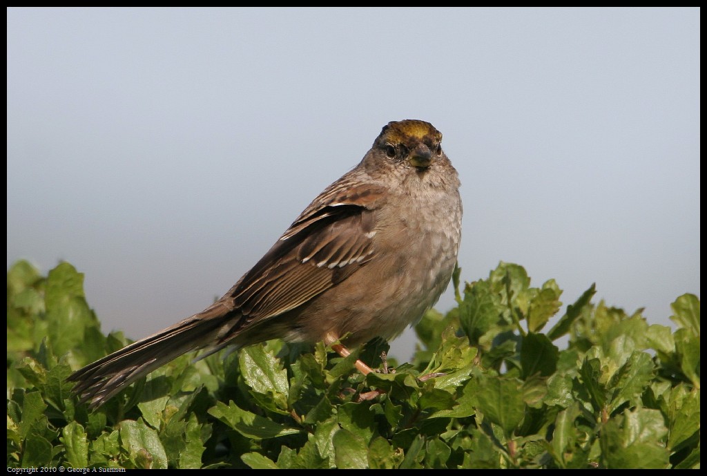 0314-163508-01.jpg - Golden-crowned Sparrow