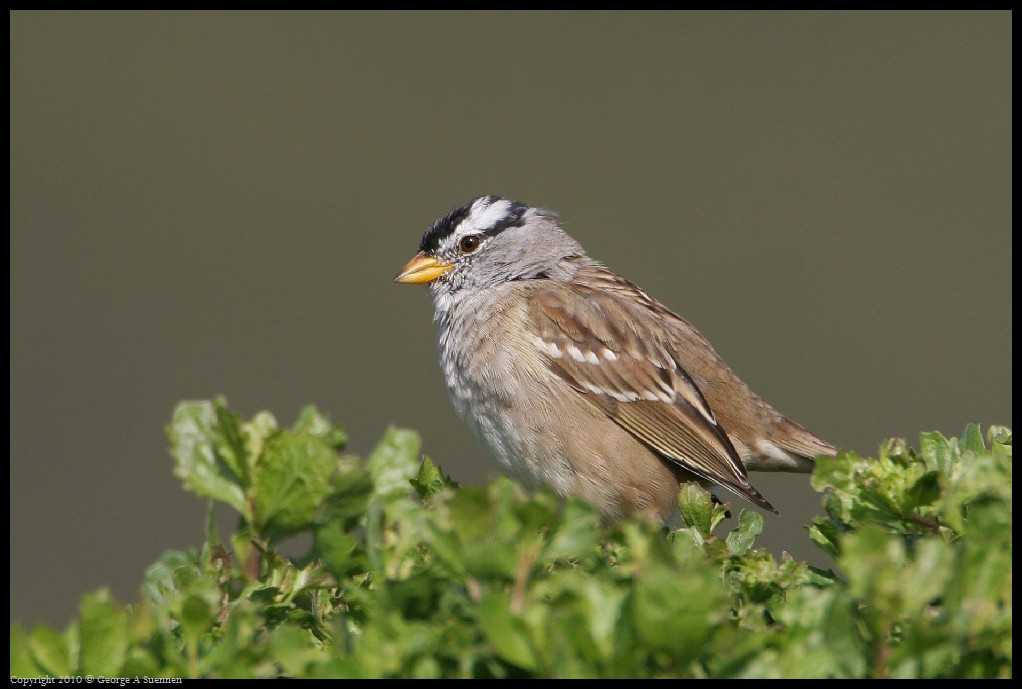 0314-163526-01.jpg - White-crowned Sparrow