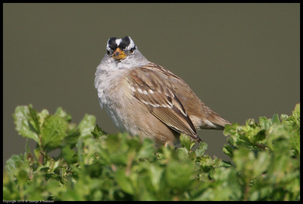 0314-163530-01.jpg - White-crowned Sparrow