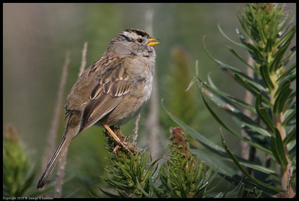 0314-163541-01.jpg - White-crowned Sparrow