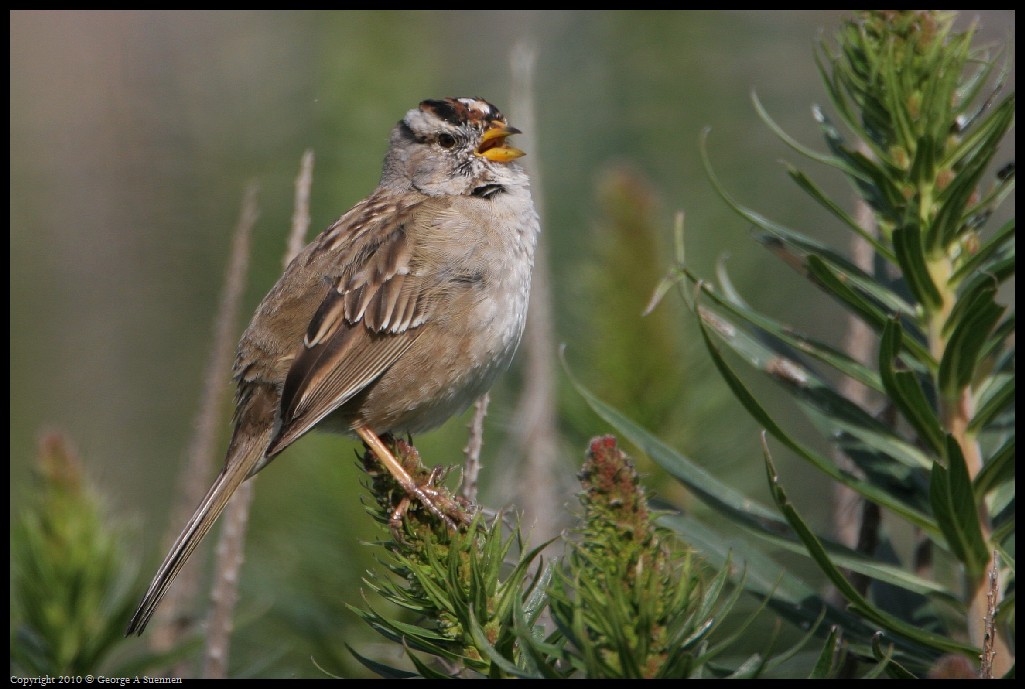 0314-163541-04.jpg - White-crowned Sparrow