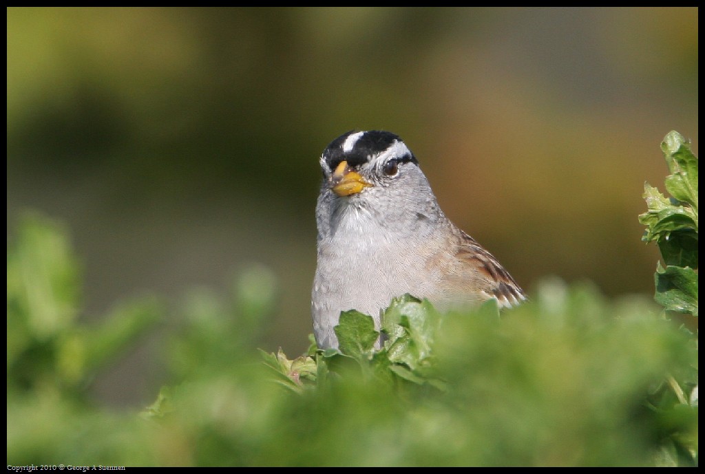 0314-163549-01.jpg - White-crowned Sparrow