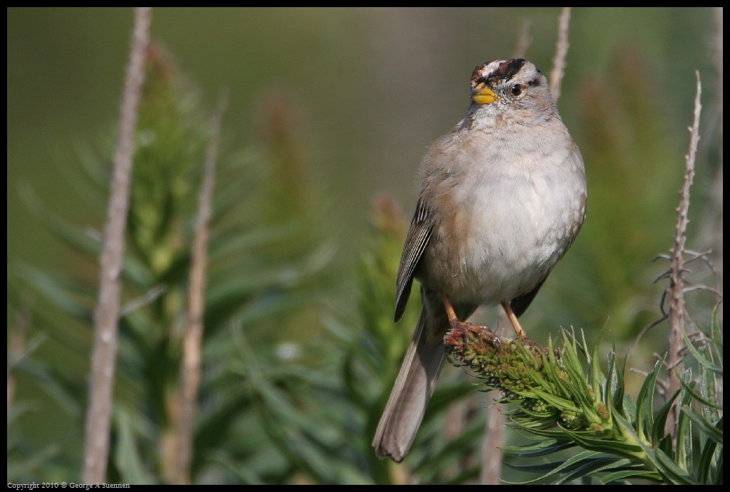 0314-163610-01.jpg - White-crowned Sparrow