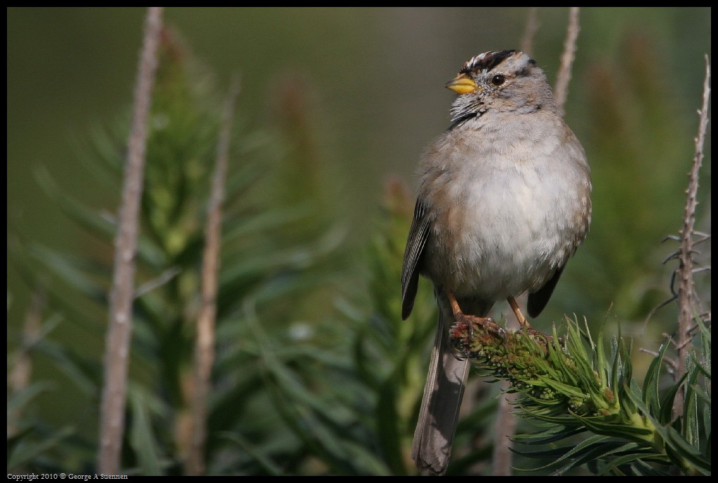 0314-163614-04.jpg - White-crowned Sparrow