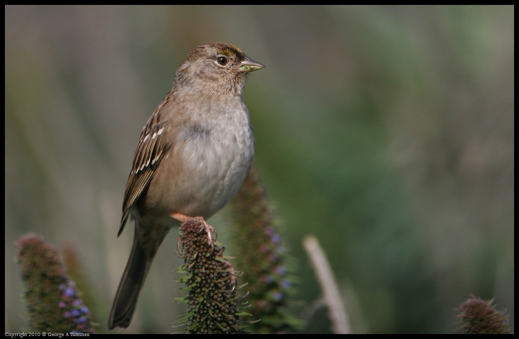0314-163654-02.jpg - Golden-crowned Sparrow