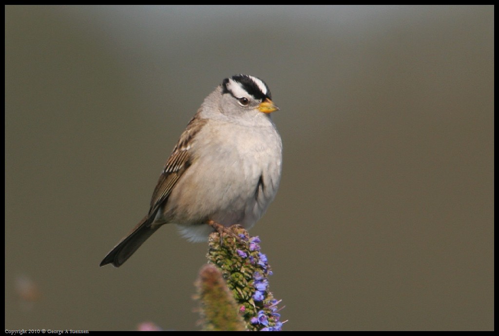 0314-163711-01.jpg - White-crowned Sparrow