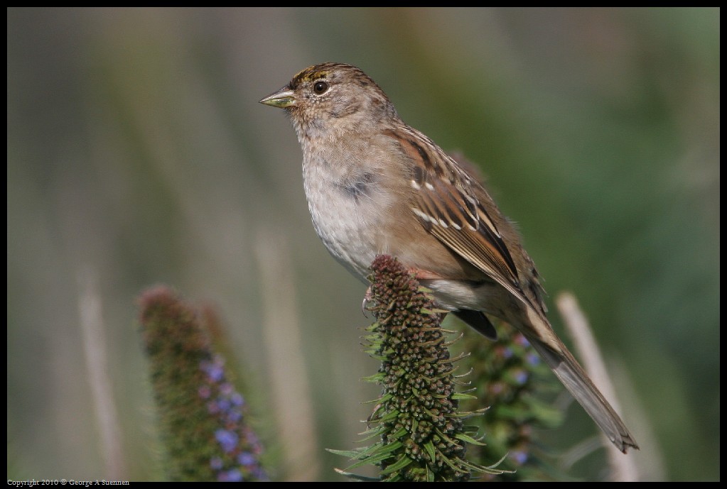 0314-163730-01.jpg - Golden-crowned Sparrow