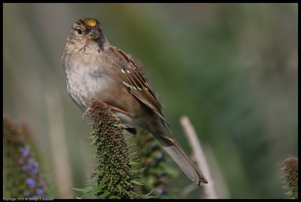 0314-163732-01.jpg - Golden-crowned Sparrow