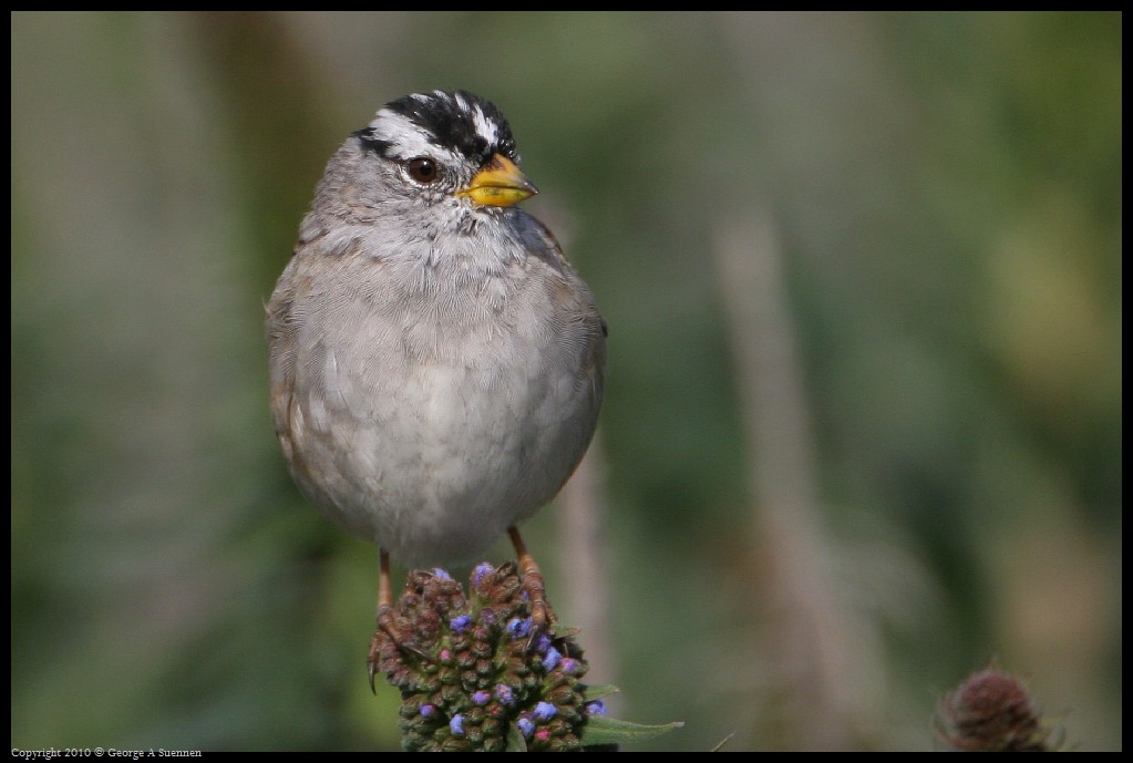 0314-163754-01.jpg - White-crowned Sparrow