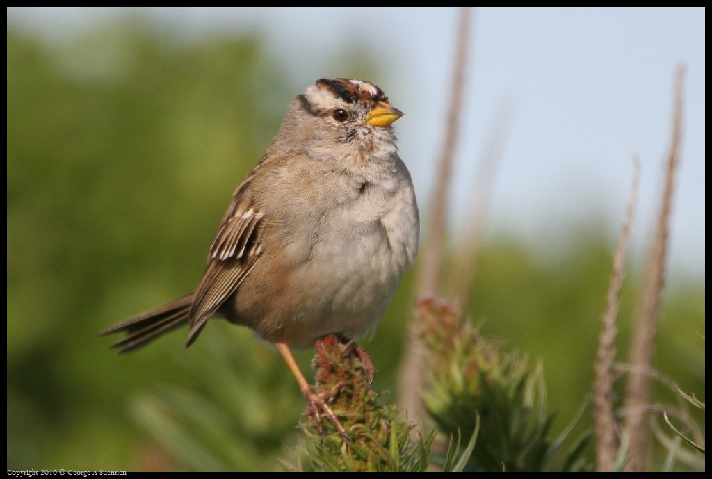 0314-163823-03.jpg - White-crowned Sparrow
