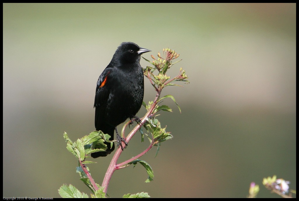 0314-170923-01.jpg - Red-winged Blackbird