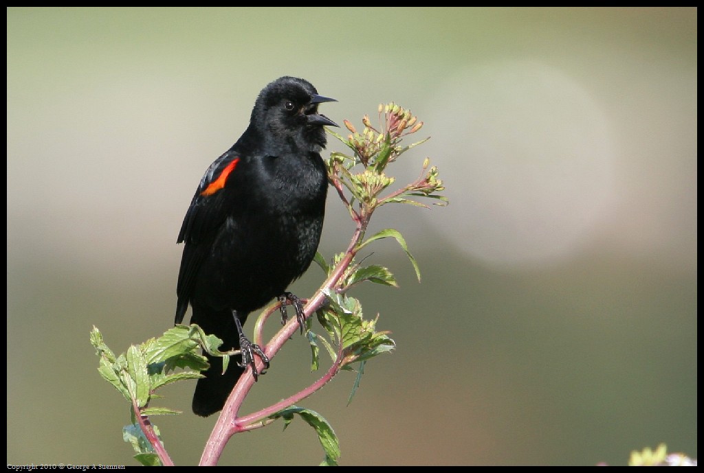 0314-170935-02.jpg - Red-winged Blackbird