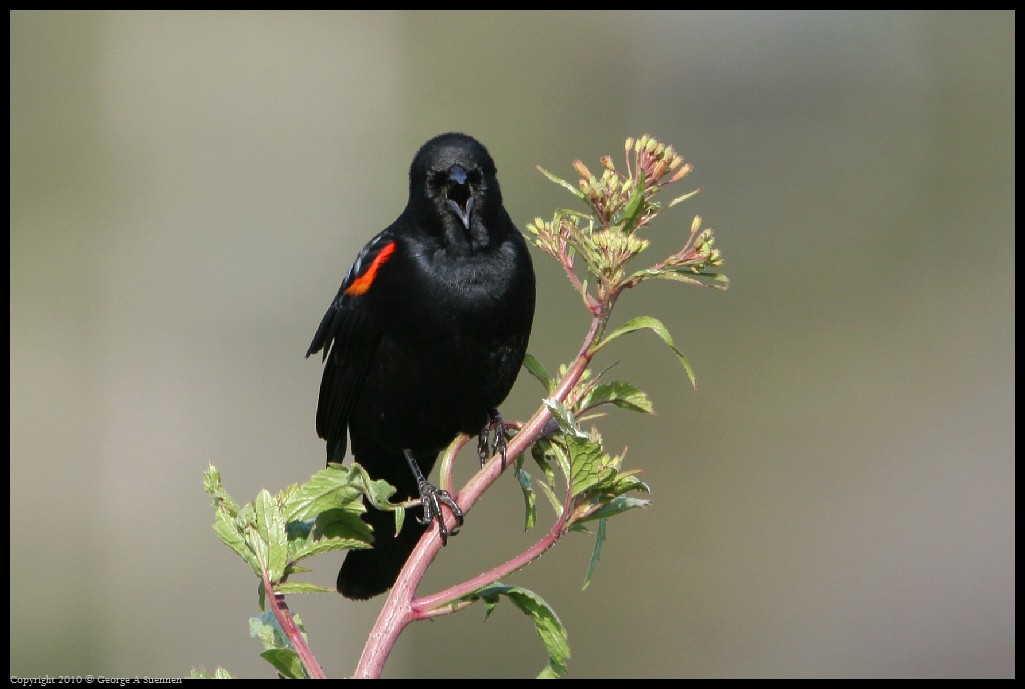 0314-170952-01.jpg - Red-winged Blackbird