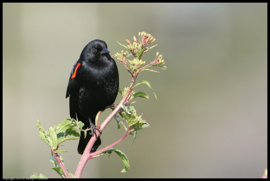 0314-170957-01.jpg - Red-winged Blackbird