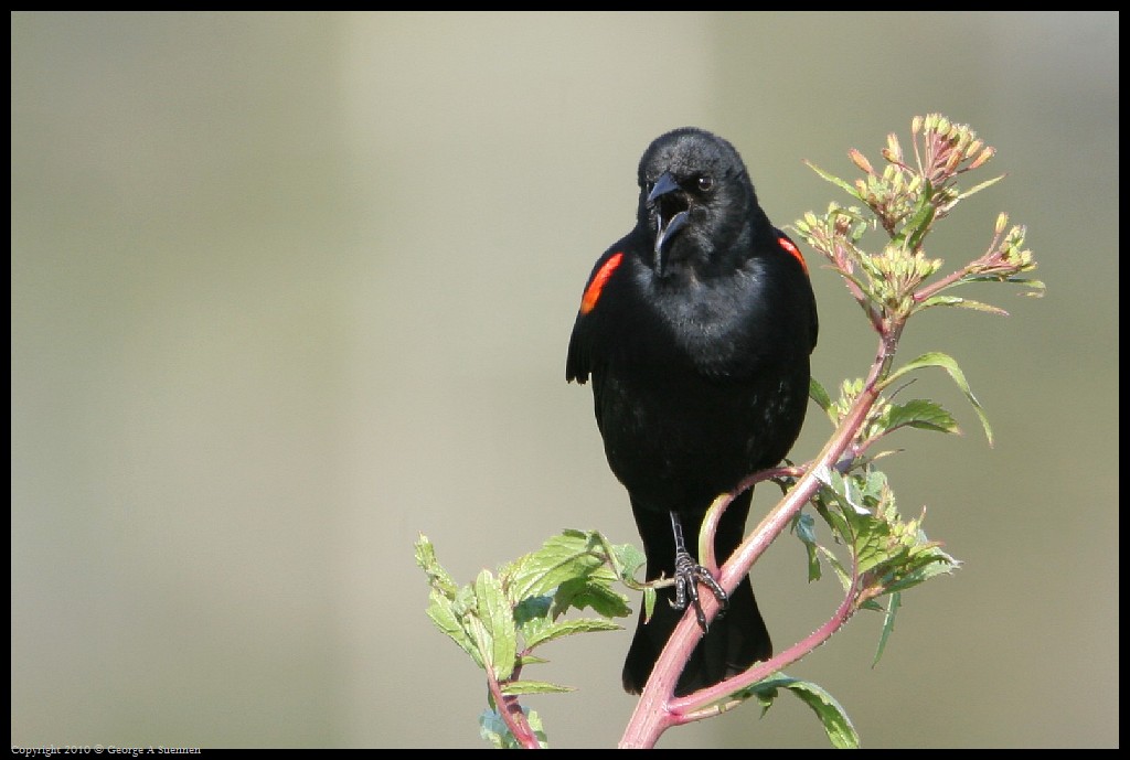 0314-170958-02.jpg - Red-winged Blackbird
