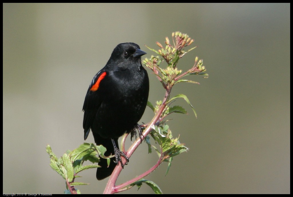 0314-171007-03.jpg - Red-winged Blackbird