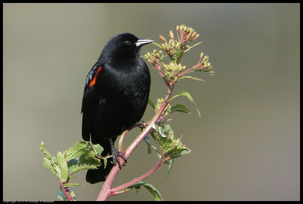0314-171023-01.jpg - Red-winged Blackbird