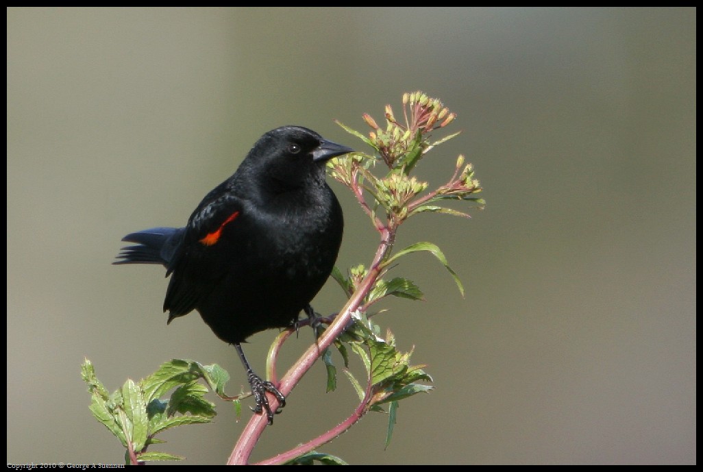 0314-171106-01.jpg - Red-winged Blackbird