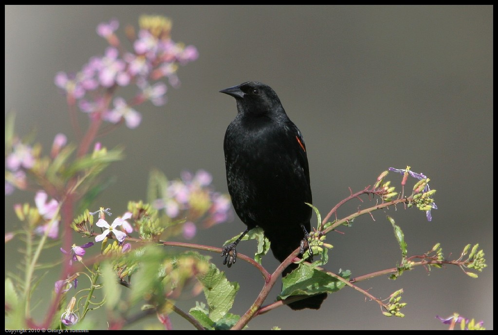 0314-171128-01.jpg - Red-winged Blackbird
