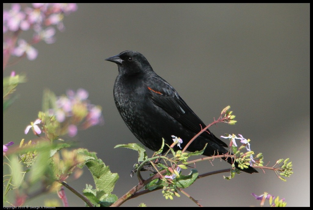 0314-171152-01.jpg - Red-winged Blackbird