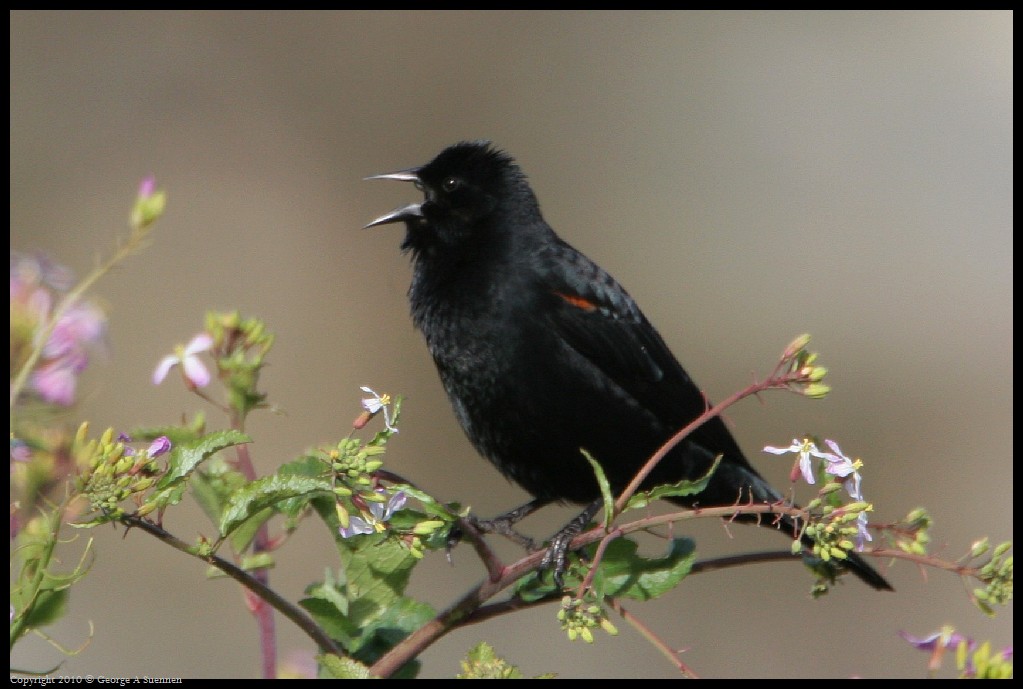 0314-171234-01.jpg - Red-winged Blackbird