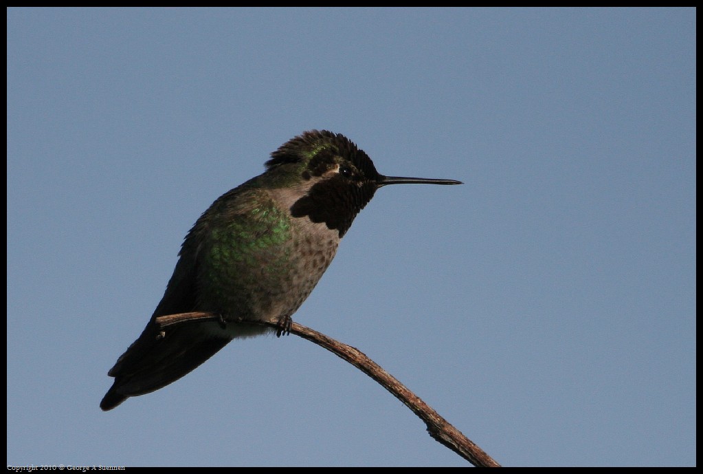 0314-171606-01.jpg - Anna's Hummingbird