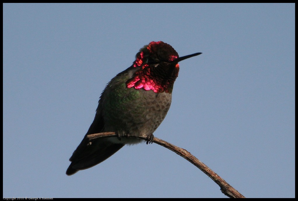 0314-171607-01.jpg - Anna's Hummingbird