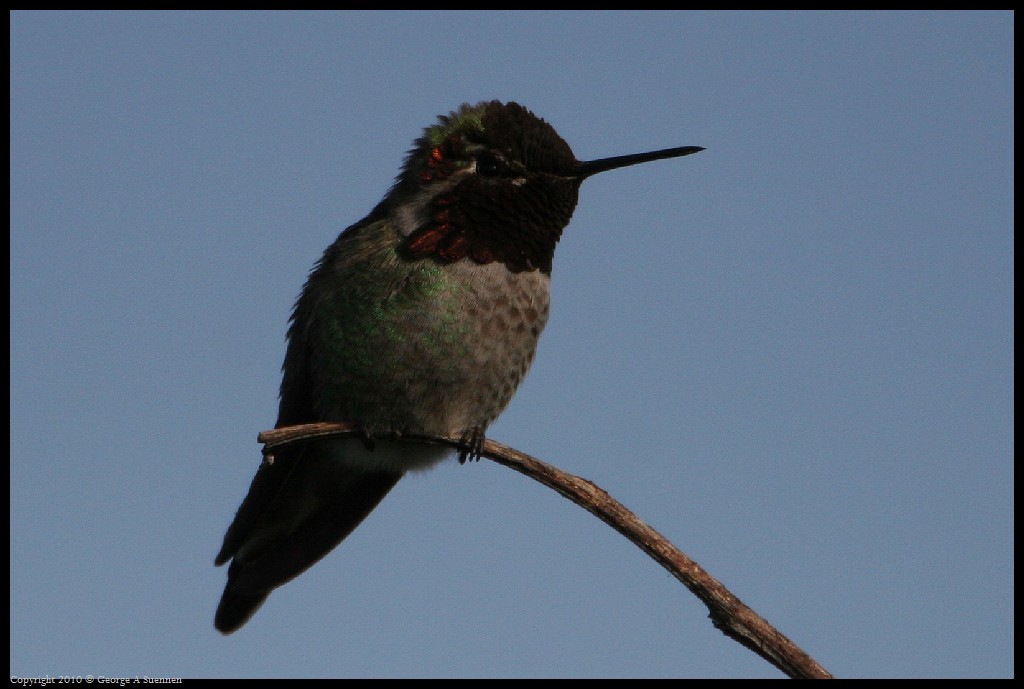 0314-171612-02.jpg - Anna's Hummingbird