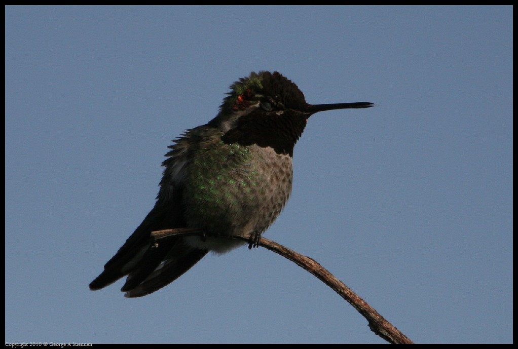 0314-171618-02.jpg - Anna's Hummingbird