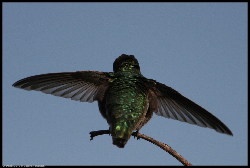 0314-171619-01.jpg - Anna's Hummingbird
