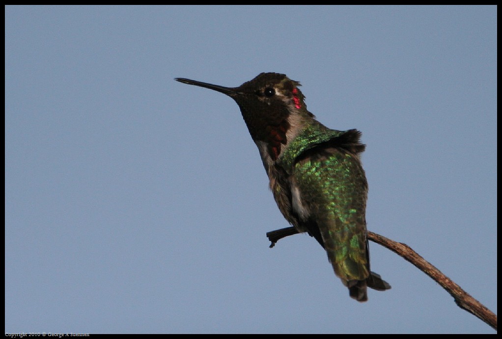 0314-171658-01.jpg - Anna's Hummingbird