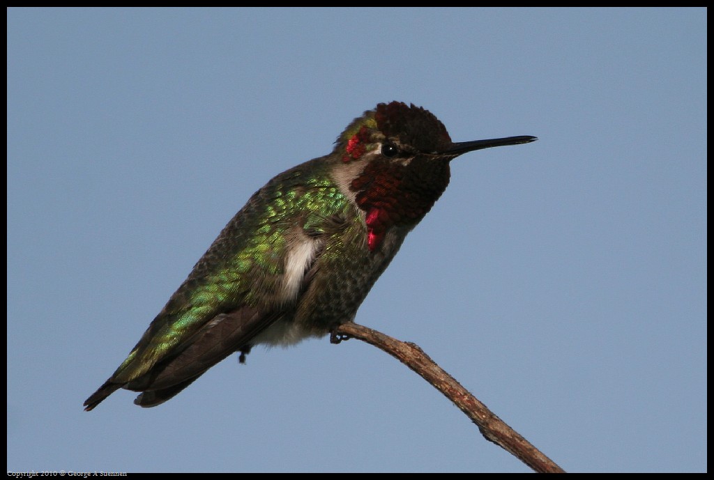0314-171742-01.jpg - Anna's Hummingbird
