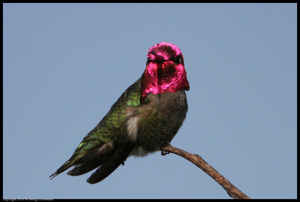 0314-171802-02.jpg - Anna's Hummingbird